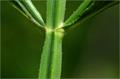 Brazilian Verbena ،  gin case ، ماهور برزیلی
